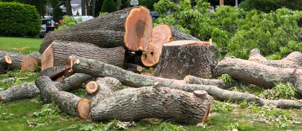 Large Tree Removal in Redmond
