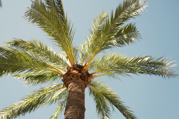 Palm Tree Removal in Redmond