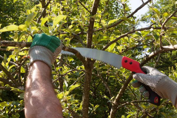 Small Tree Removal in Redmond