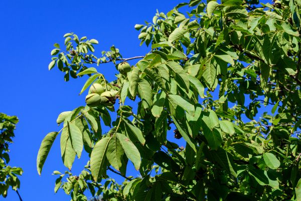 Cost of Walnut Tree Removal in Redmond