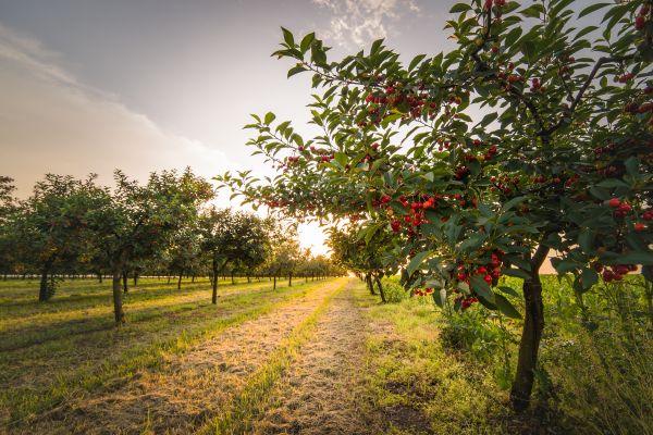 Cost of Cherry Tree Removal in Redmond