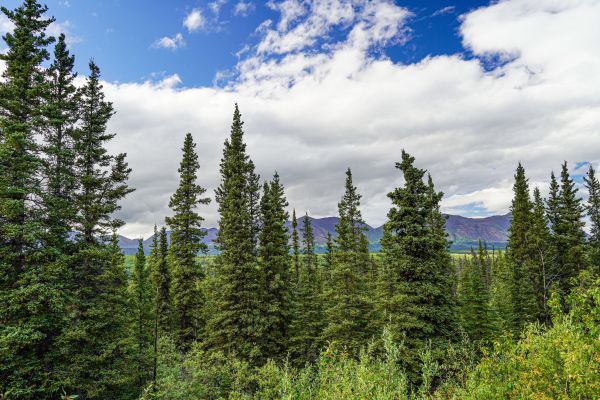 Cost of Spruce Tree Removal in Redmond