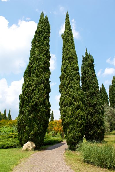 Cost of Cypress Tree Removal in Redmond