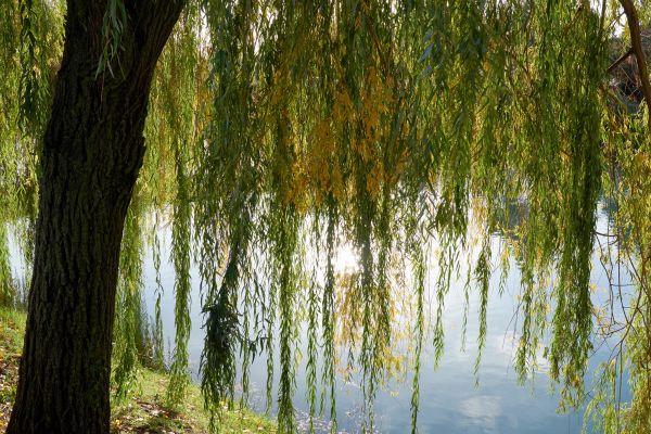 Cost of Willow Tree Removal in Redmond