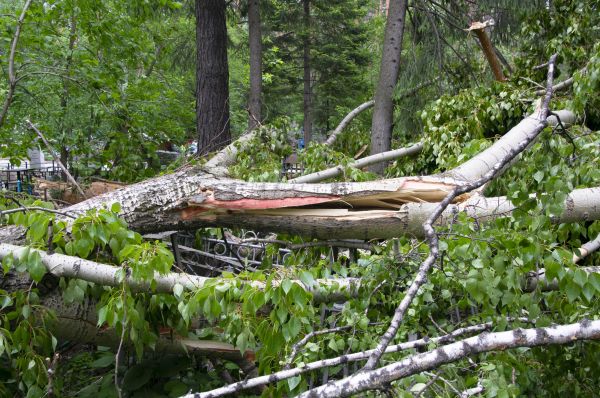 Cost of Birch Tree Removal in Redmond