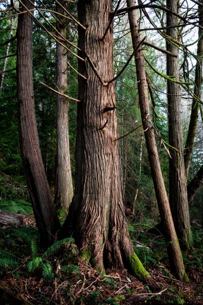 Cost of Cedar Tree Removal in Redmond