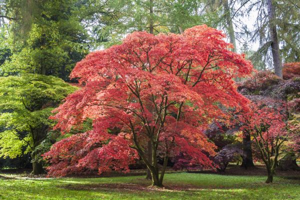 Cost of Maple Tree Removal in Redmond
