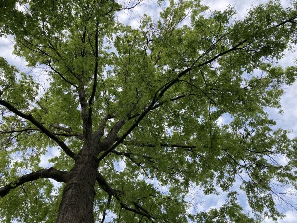 Cost of Oak Tree Removal in Redmond
