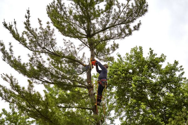 Cost of Pine Tree Removal in Redmond
