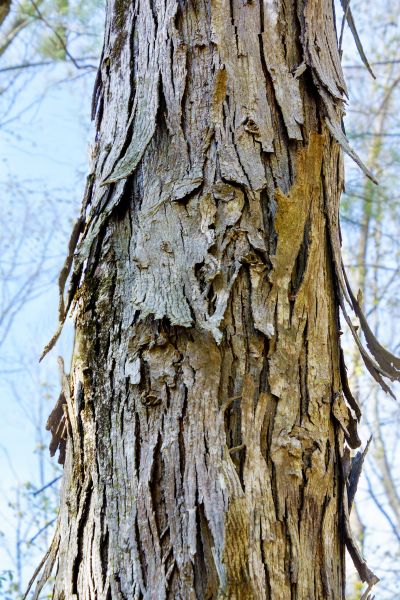 Cost of Hickory Tree Removal in Redmond
