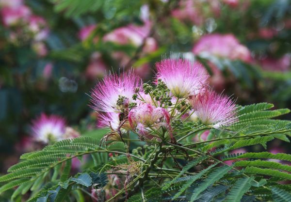 Cost of Mimosa Tree Removal in Redmond