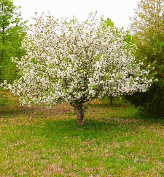 Cost of Dogwood Tree Removal in Redmond