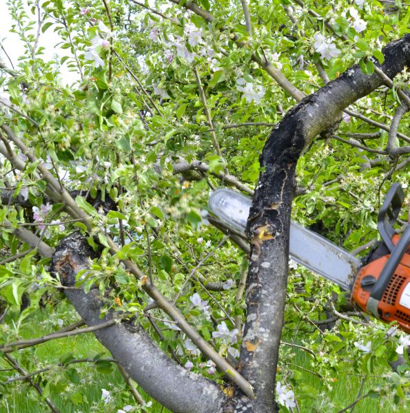 Cost of Apple Tree Removal in Redmond