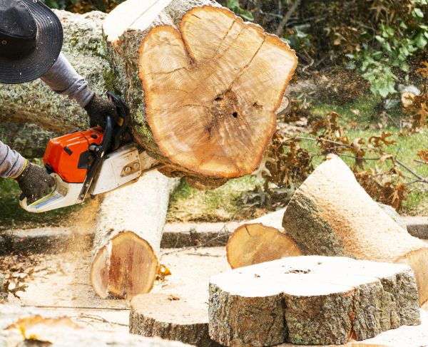Tree Removal Service in Redmond