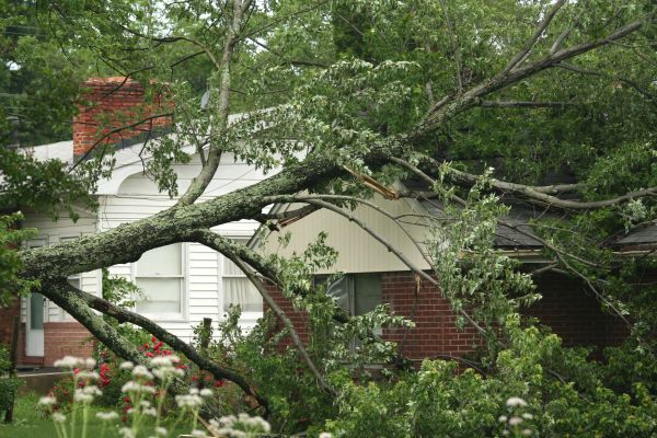 Emergency Tree Removal in Redmond