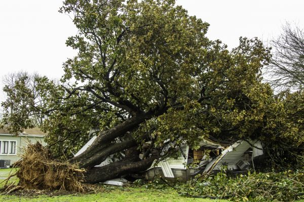 Fallen Tree Removal in Redmond