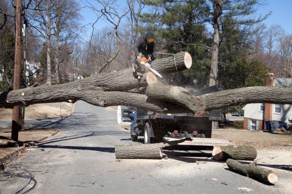 Cost of Residential Tree Removal in Redmond