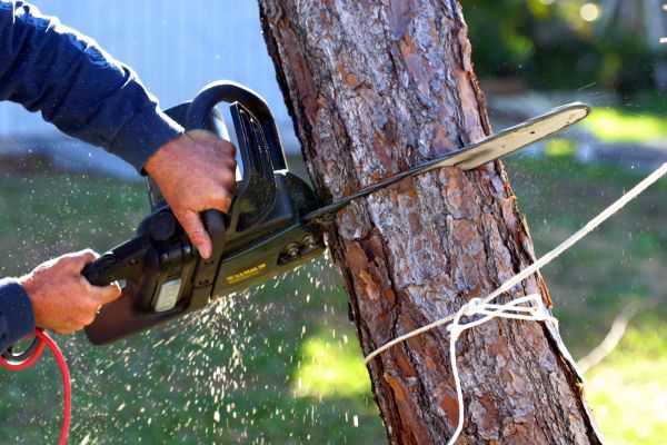 Dead Tree Removal in Redmond