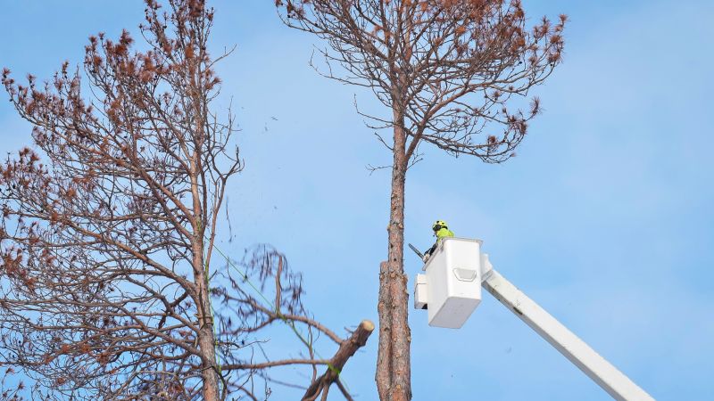 Apple Tree Removal