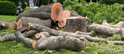 Birch Tree Removal