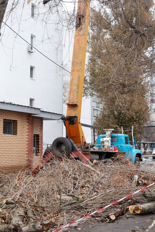 Cherry Tree Removal