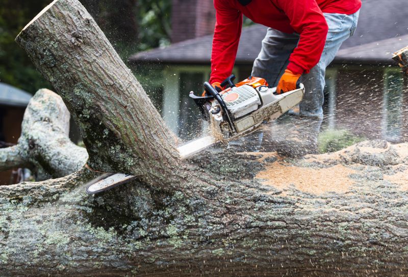 Cherry Tree Removal