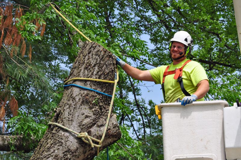 Tree Removal