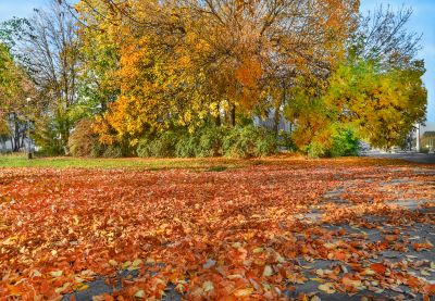 Outdoor Yard with Cleared Leaves