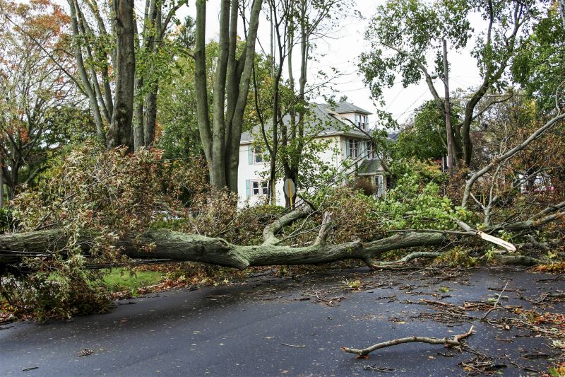 Tree on Sidewalk