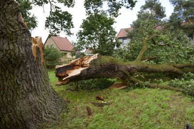Downed Tree in Forested Area