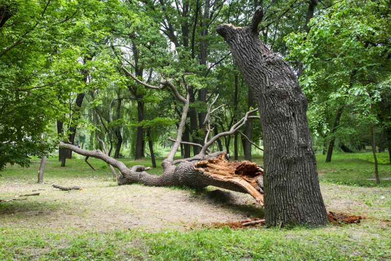 Storm-Damaged Tree in Yard