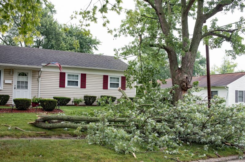 Tree on Commercial Property