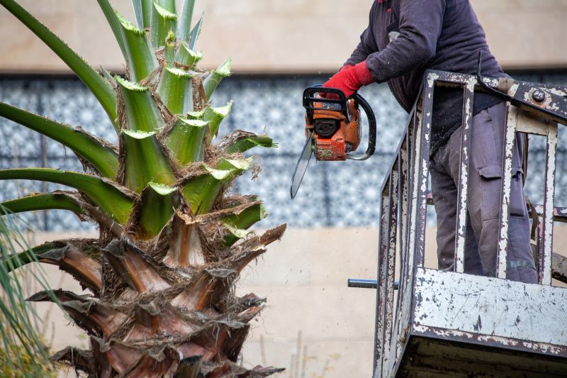 Palm Trees Removal