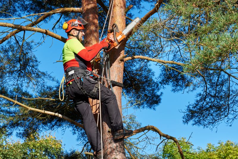 Safety Measures During Removals