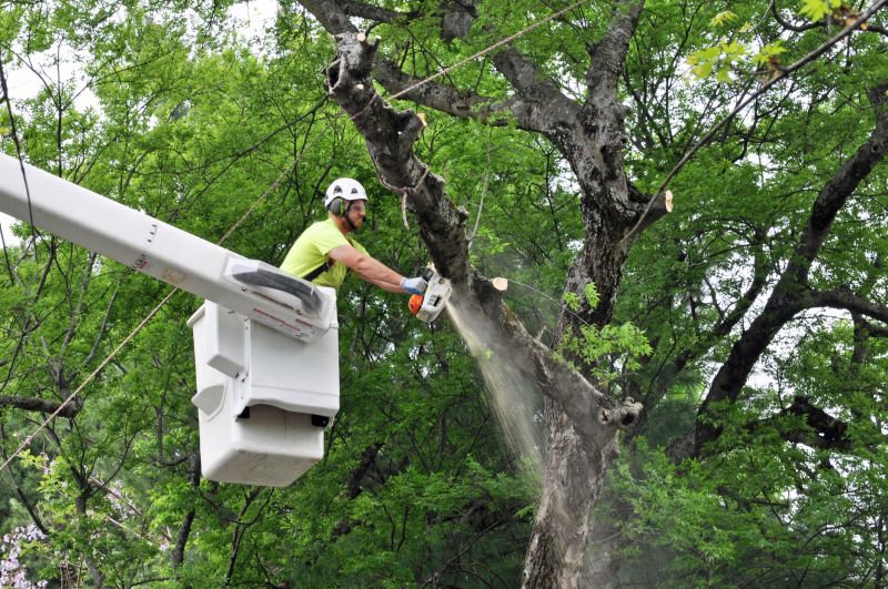 Tree Removal in Winter