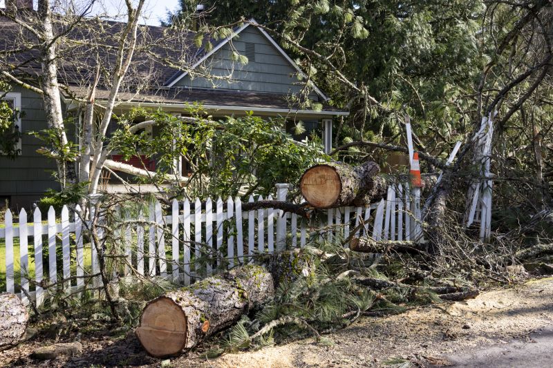 Spring Tree Removal