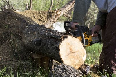 Completed Tree Removal