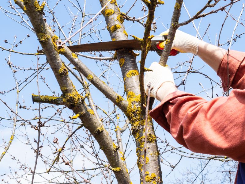 Tree Pruning and Maintenance
