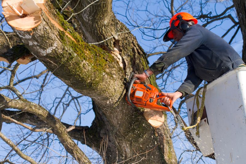 Willow Tree Removal