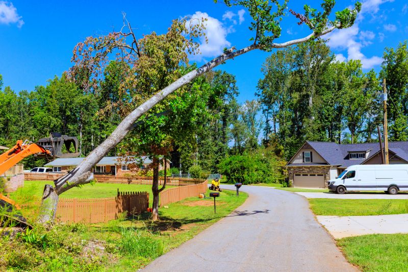 Willow Tree Removal